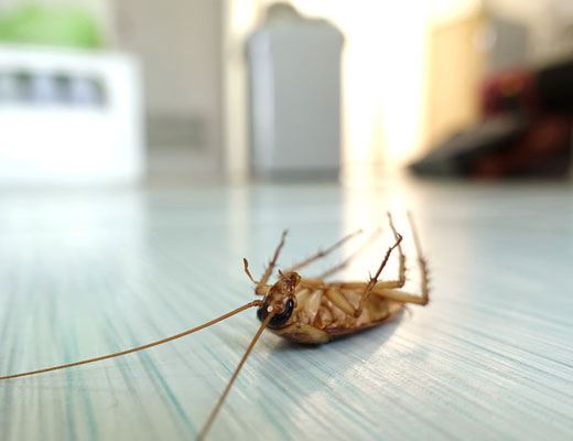 Cockroach Pest Control St Aubyn