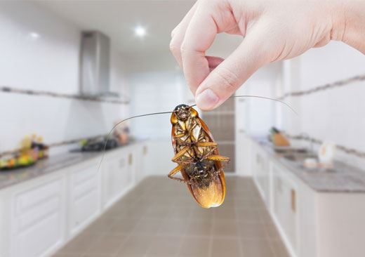 Cockroach Pest Control Scotchmans Lead