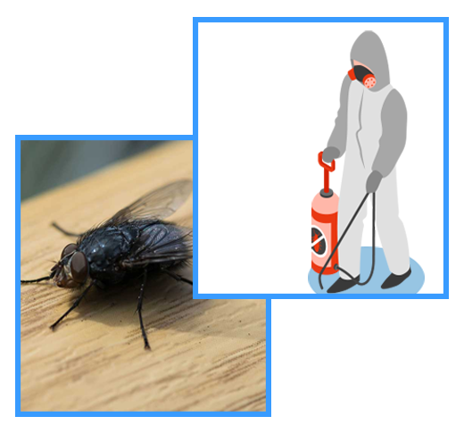 Pest Control Chelsea Heights