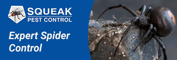Expert Spider Control