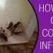 How To Stop German Cockroach Infestation?