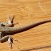 Remedies For Lizard Control