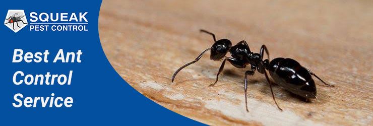 Best Ant Control Service