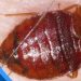 Bed Bugs in The Mattress? Here is All you Need to Do?
