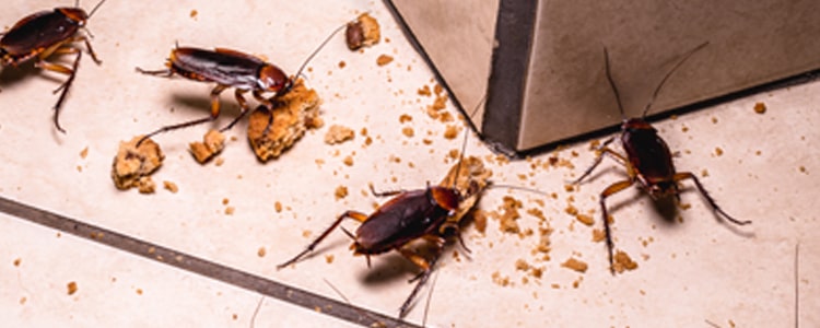 Control Roaches Services