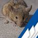 Top Solutions to Your Rat Control Problems
