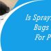 Is Spraying For Bugs Safe For Pets?