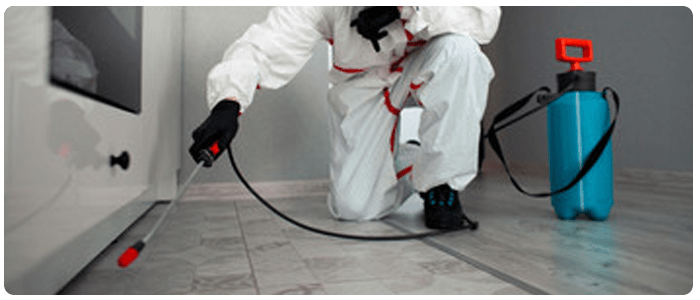 Little Known Ways to Prevent Pest Problems in your Home