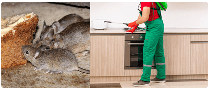 Small Measures For Pest Control At Apartments